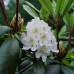 Rhododendron maximum (Rosebay Rhododendron)
